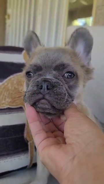 Lilac Fawn Fluffy Frenchie Girl in Las Vegas, Nevada