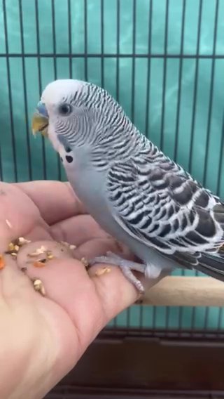 Budgie Australian Parakeet Grey Male in Artesia, California