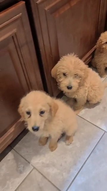 Labradoodles in Muscle Shoals, Alabama