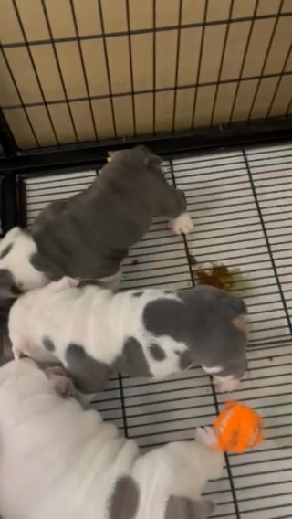 English Bulldogs in Phoenix, Arizona