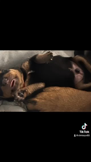 Akc Rottweiler Puppies in Tampa, Florida