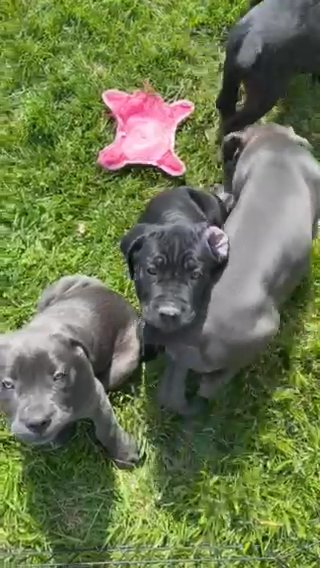 11 Week Old AKC Cane Corso in Morristown, Tennessee
