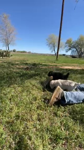 AKC Poodle Puppies in Lubbock, Texas