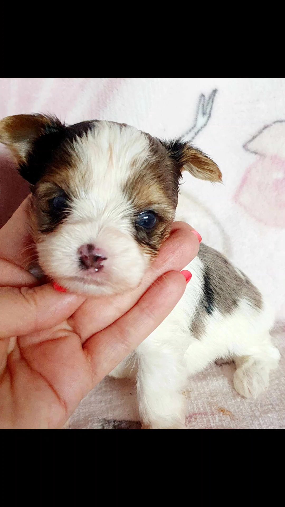 Tiny Mason 2 Blue eyes in Chicago, Illinois