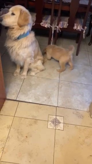 Golden Retriever Puppy in Palmdale, California