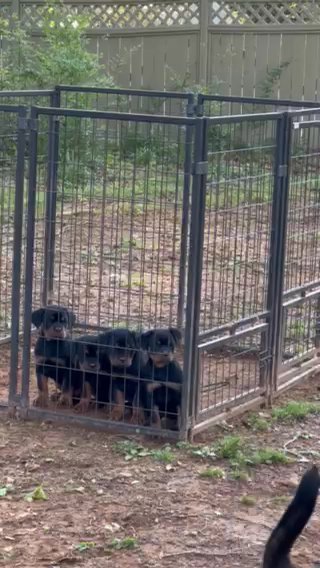 Available Pups. Solid Litter Akc Registered in Atlanta, Georgia
