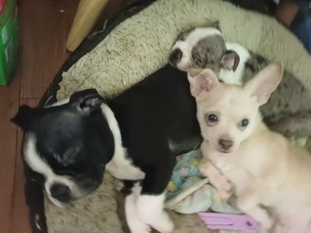 Classic Boston Terrier in Anniston, Alabama