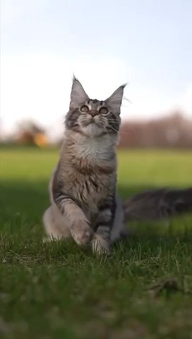 Maine Coon Female in North Port, Florida