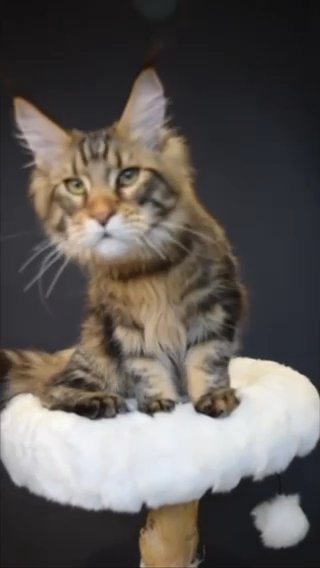 Maine Coon Male in North Port, Florida