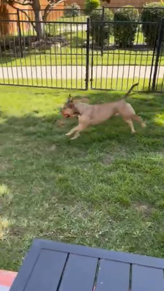 Meet Coco!! in Bedford, Texas