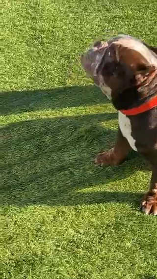 Exotic Mirco Bullie in St. Louis, Missouri