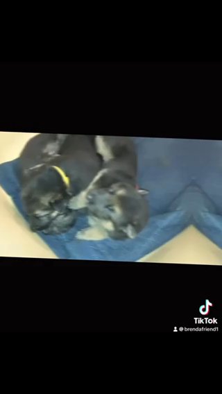 Akc Register Puppies in Tulsa, Oklahoma
