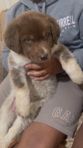 Great Pyrenees mixed with Australian shepherd in Irvington, New Jersey