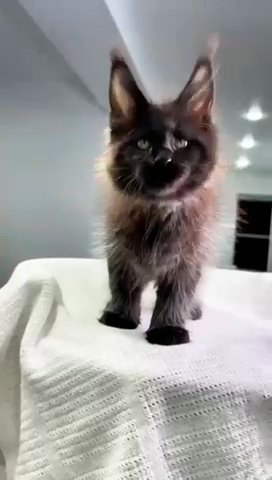 Maine Coon Female in North Port, Florida