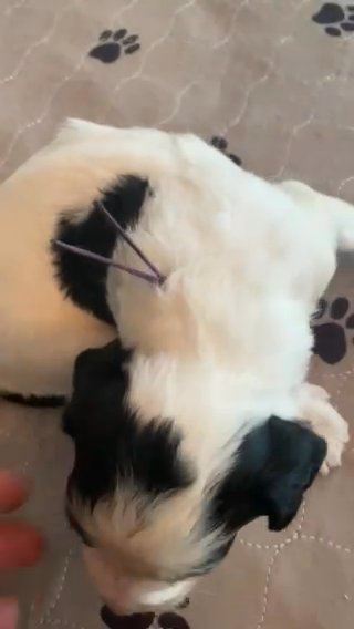 Standard Sheepadoodle in Bethlehem, Pennsylvania