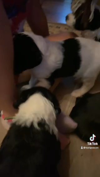 standard Sheepadoodle Puppies in Bethlehem, Pennsylvania