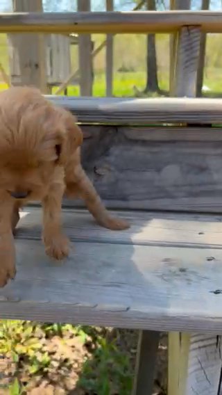 Charming F1bb Toy Goldendoodle in Corinth, Mississippi