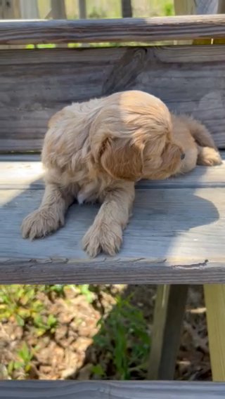 Thumbelina F1bb Toy Goldendoodle in Corinth, Mississippi