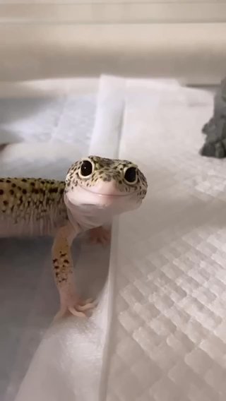 Leopard Gecko in New York City, New York