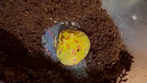 Baby Albino Pacman Frog in New York City, New York