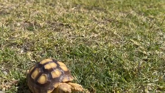 Baby Sulcata Tortoise in New York City, New York