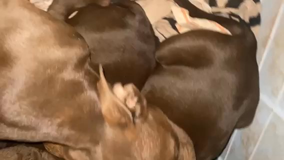 American Bulldogs  Puppiex in Las Vegas, Nevada