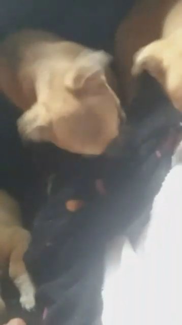 puppies in Bardstown, Kentucky