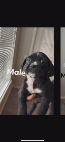 Pugs Puppy’s For Sell in Denver, Colorado