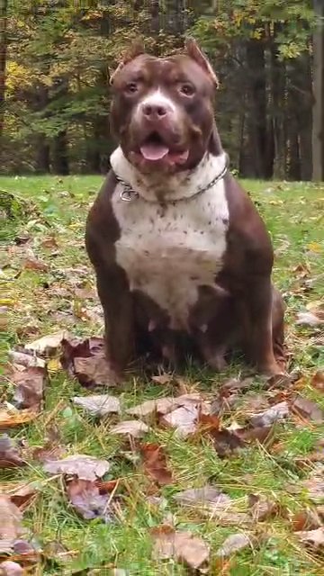 Xl American bully in Queensbury, New York
