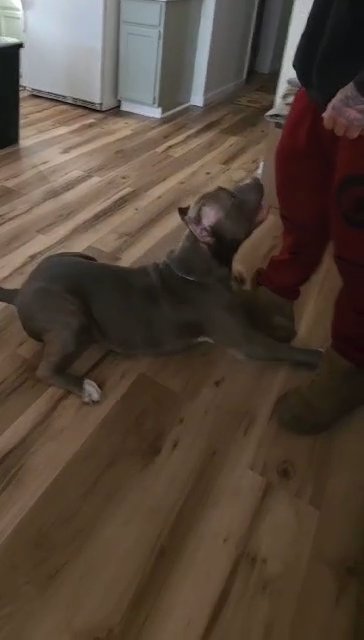 American Bully in Queensbury, New York