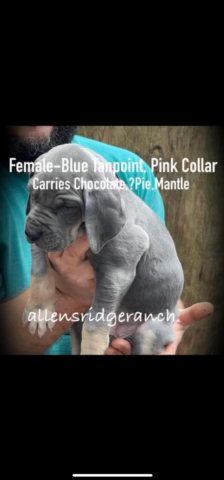 Danes 5.5 Weeks Old…Maizie And Duke in Greenville, South Carolina