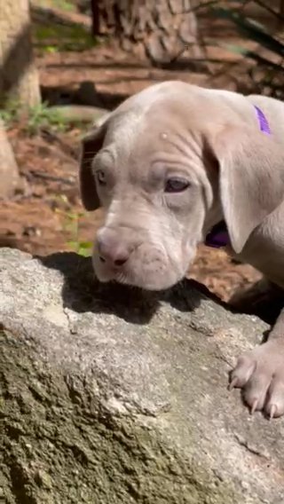 Lilac (AKC silver) in Greenville, South Carolina