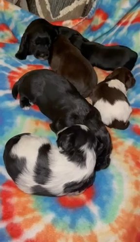 Miniature Schnauzer Babies in Columbia, South Carolina