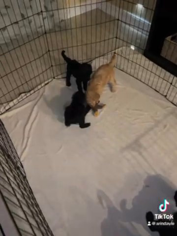 Reduced Standard Poodle Puppies in Lehigh Acres, Florida
