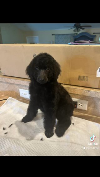 Reduced! Standard Poodle Puppies in Lehigh Acres, Florida