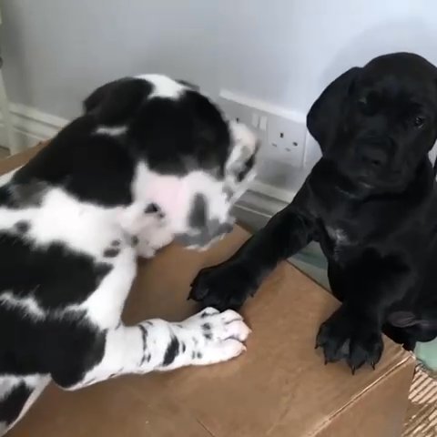 Great Dane Puppies Available in Silver Spring, Maryland