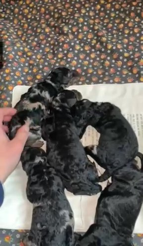 Mini Labradoodles! in New York City, New York