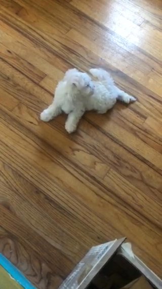 Maltese Puppy in Tallahassee, Florida