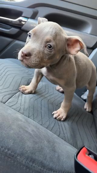 American Pocket Bully in Richmond, Virginia