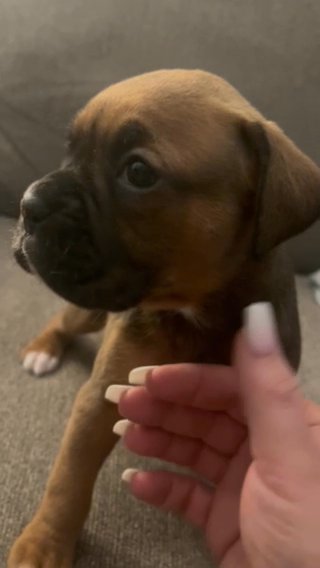 Akc Female Boxer in Knoxville, Tennessee