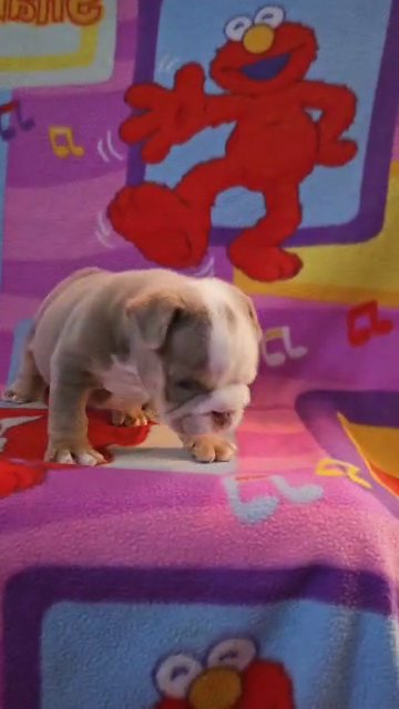 Micro Lilac Tri English Bulldog in Owings Mills, Maryland