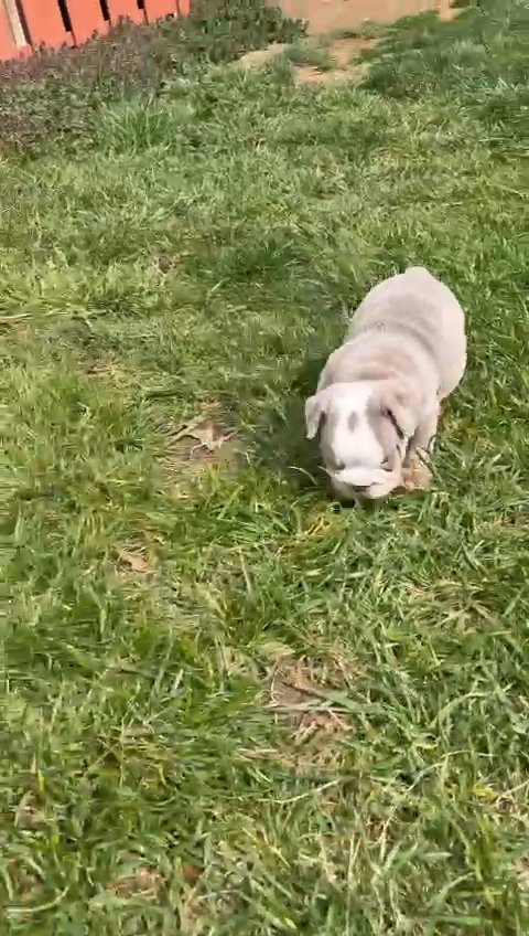 Micro Male Lilac Tri English Bulldog in Owings Mills, Maryland