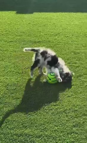 Blue Merle Miniature Aussie Named Kona Up For Adoption in Miami, Florida