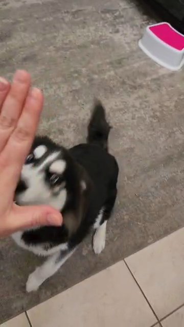 Freya in Tampa, Florida