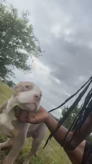 Tri Pocket Bully in Austin, Texas