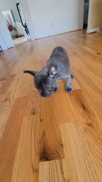 blue brindle boy in Raleigh, North Carolina