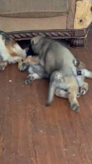 German Shepard Puppies Looking For Home 8weeks Old in San Antonio, Texas