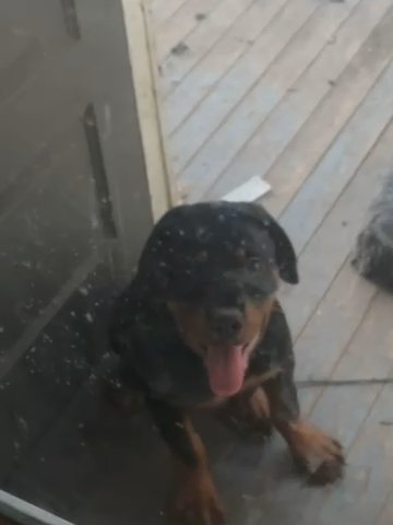 6month Rottweiler Male in Norfolk, Virginia