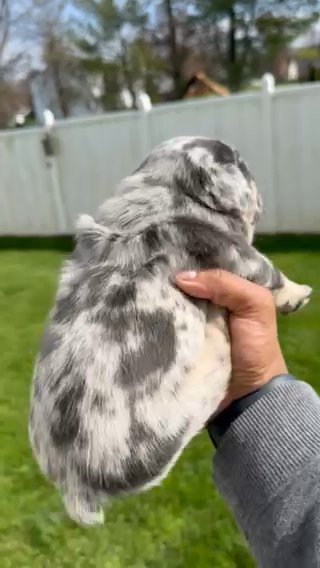 Blue Tan Merle in Bethlehem, Pennsylvania