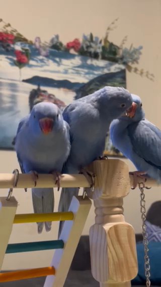 Indian Ringneck Babies in Portland, Oregon